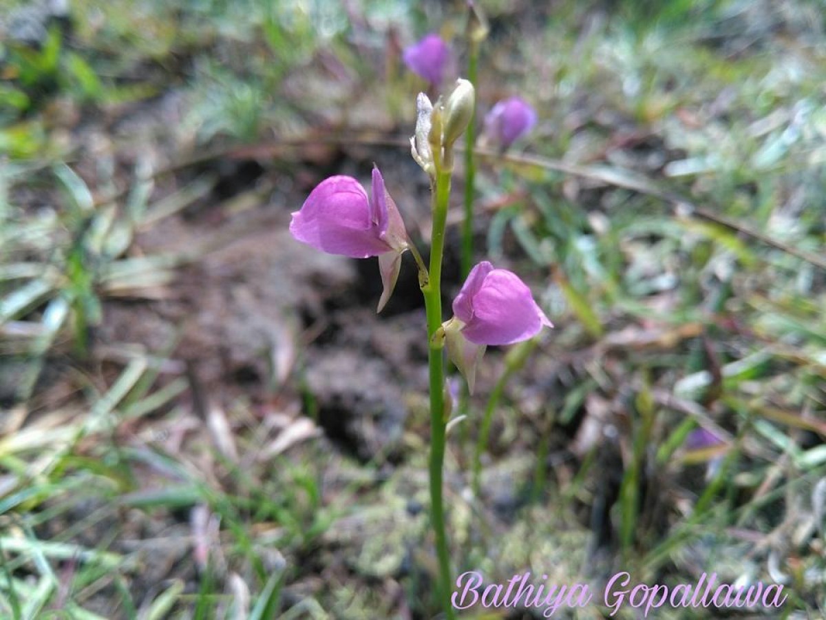 Utricularia polygaloides Edgew.